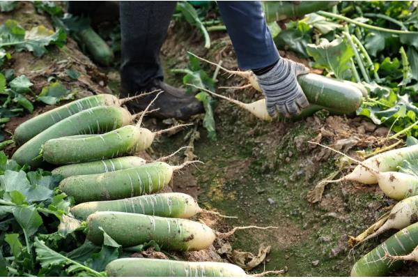 萝卜一亩地产多少斤，亩产量为5000-10000斤