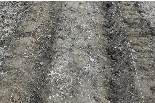 萝卜一亩地产多少斤，亩产量为5000-10000斤