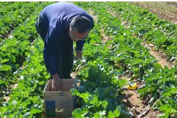 萝卜一亩地产多少斤，亩产量为5000-10000斤