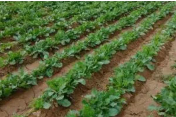 萝卜一亩地产多少斤，亩产量为5000-10000斤