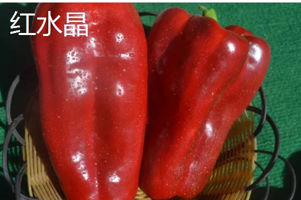 甜椒种子如何处理发芽快,播种前置于清水中浸泡12-24小时