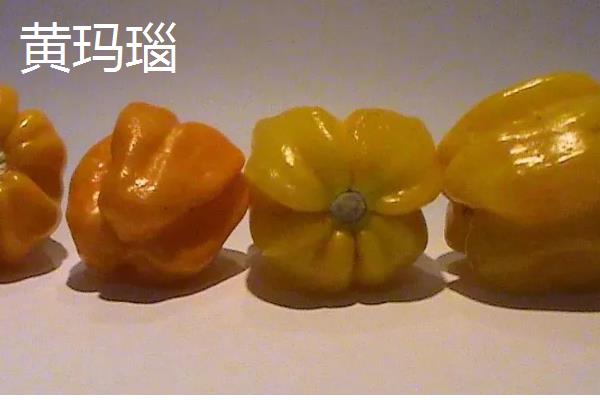 甜椒种子如何处理发芽快,播种前置于清水中浸泡12-24小时