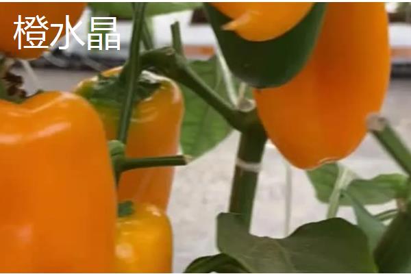 甜椒种子如何处理发芽快,播种前置于清水中浸泡12-24小时