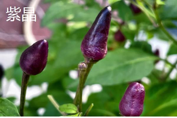 甜椒种子如何处理发芽快,播种前置于清水中浸泡12-24小时