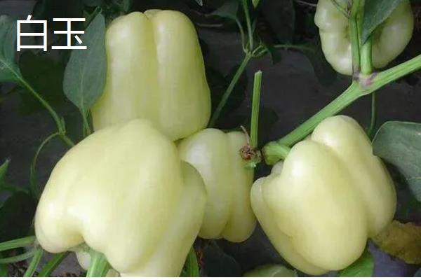 甜椒种子如何处理发芽快,播种前置于清水中浸泡12-24小时