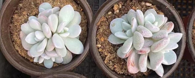 哪些喜阴多肉适合室内养，有雪莲、静夜、草玉扇等