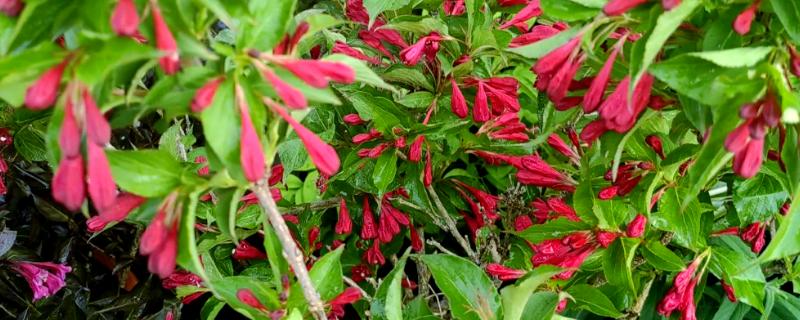 哪些花具有前程似锦的花语，锦带花的花语是前程似锦