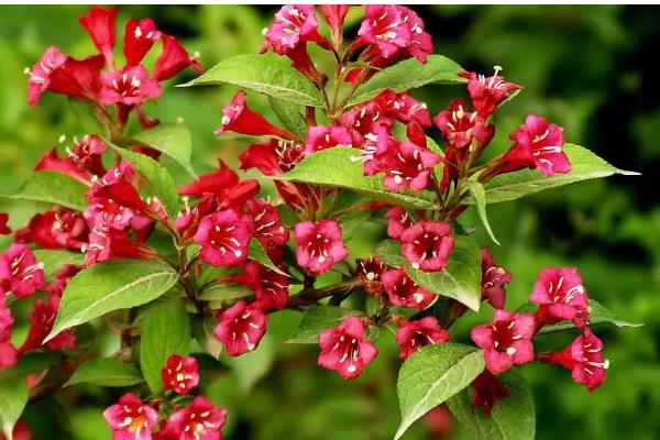 哪些花具有前程似锦的花语，锦带花的花语是前程似锦