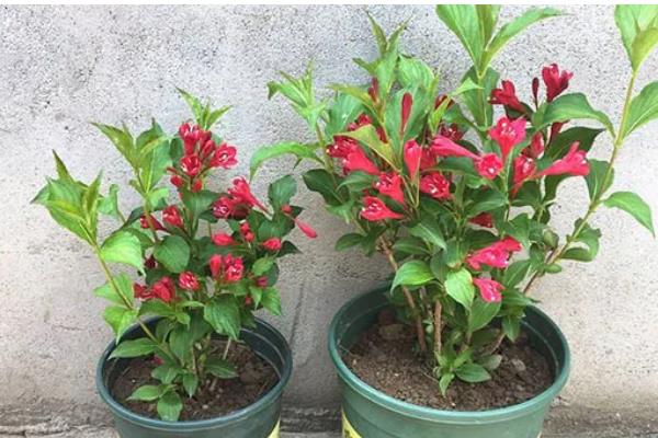 哪些花具有前程似锦的花语，锦带花的花语是前程似锦