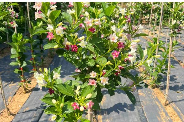 哪些花具有前程似锦的花语，锦带花的花语是前程似锦