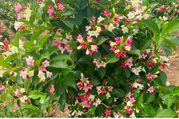 哪些花具有前程似锦的花语，锦带花的花语是前程似锦