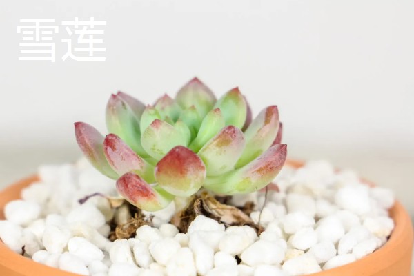 哪些喜阴多肉适合室内养，有雪莲、静夜、草玉扇等