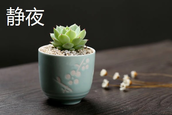 哪些喜阴多肉适合室内养，有雪莲、静夜、草玉扇等