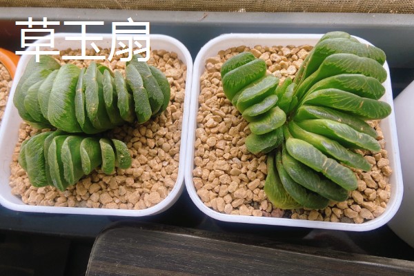 哪些喜阴多肉适合室内养，有雪莲、静夜、草玉扇等