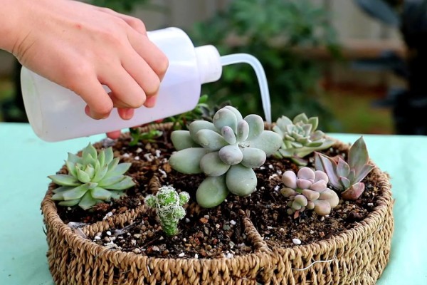 哪些喜阴多肉适合室内养，有雪莲、静夜、草玉扇等