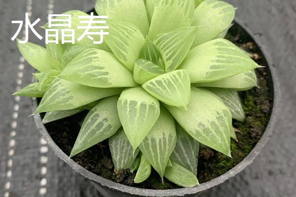 哪些喜阴多肉适合室内养，有雪莲、静夜、草玉扇等