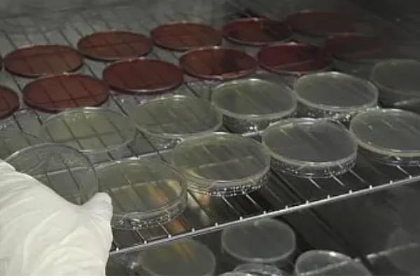 怎么养殖灵芝，把温度保持在22-28℃