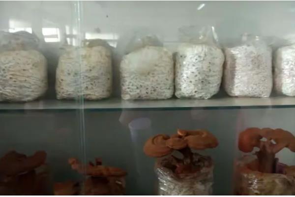 怎么养殖灵芝，把温度保持在22-28℃