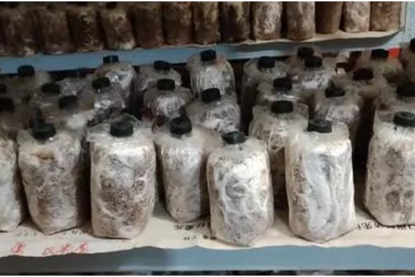 怎么养殖灵芝，把温度保持在22-28℃