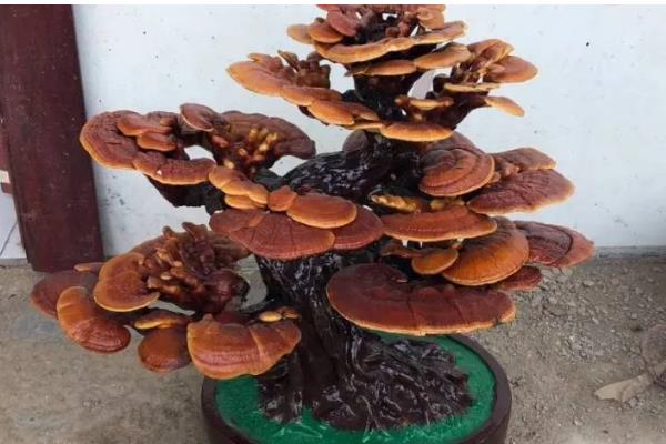 怎么养殖灵芝，把温度保持在22-28℃