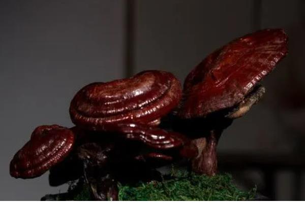 怎么养殖灵芝，把温度保持在22-28℃