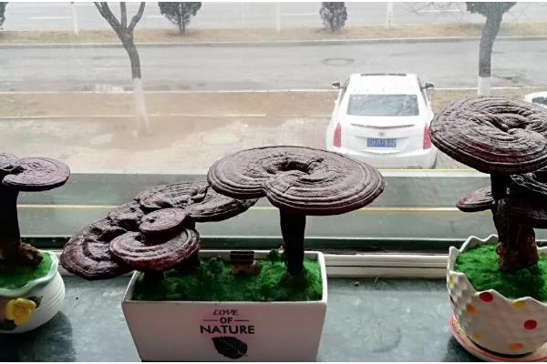 怎么养殖灵芝，把温度保持在22-28℃