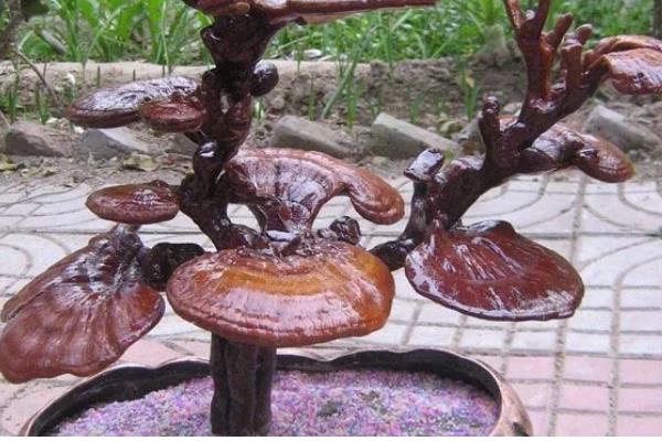 怎么养殖灵芝，把温度保持在22-28℃