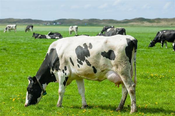 奶牛生活在哪些地方,会生活在草原上