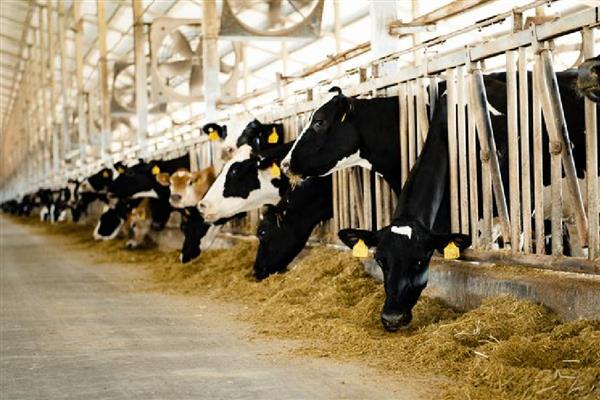 奶牛生活在哪些地方,会生活在草原上