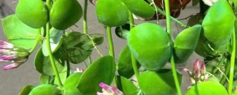 怎么养玉荷包吊兰，喜欢在充足的散射光环境下生长