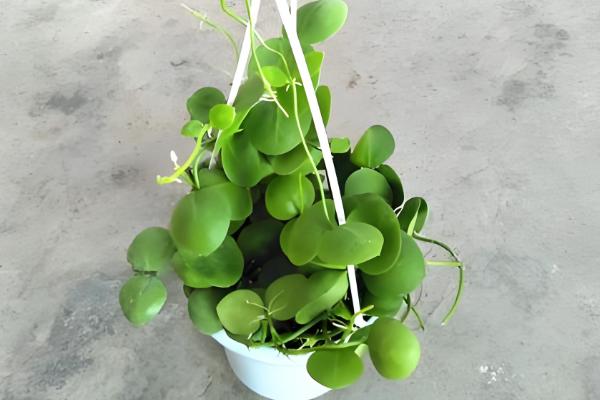 怎么养玉荷包吊兰，喜欢在充足的散射光环境下生长