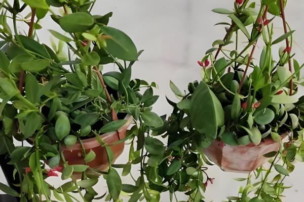 怎么养玉荷包吊兰，喜欢在充足的散射光环境下生长