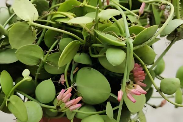 怎么养玉荷包吊兰，喜欢在充足的散射光环境下生长