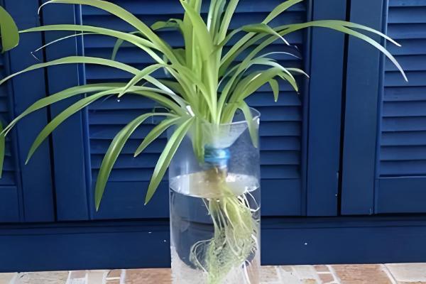 怎么养玉荷包吊兰，喜欢在充足的散射光环境下生长