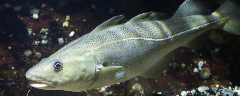 鳕鱼有没有毒，鳕鱼本身并无毒