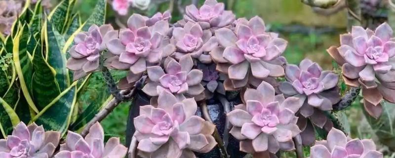 紫乐老桩断了怎么解决，切口处涂抹多菌灵晾干后扦插