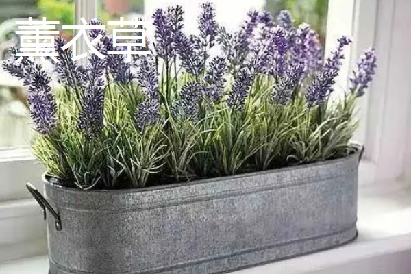 驱虫的植物有哪些，常见的有薰衣草、迷迭香等