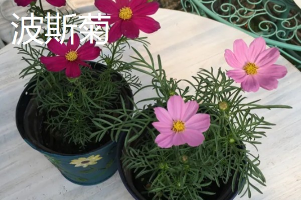 驱虫的植物有哪些，常见的有薰衣草、迷迭香等