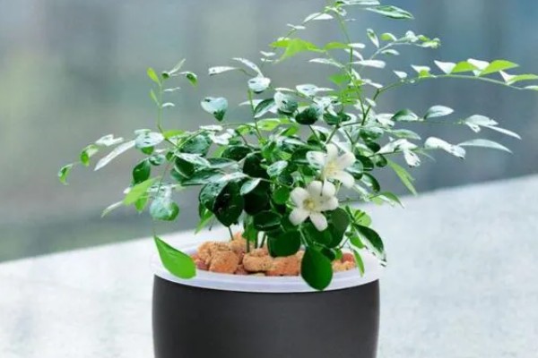 驱虫的植物有哪些，常见的有薰衣草、迷迭香等