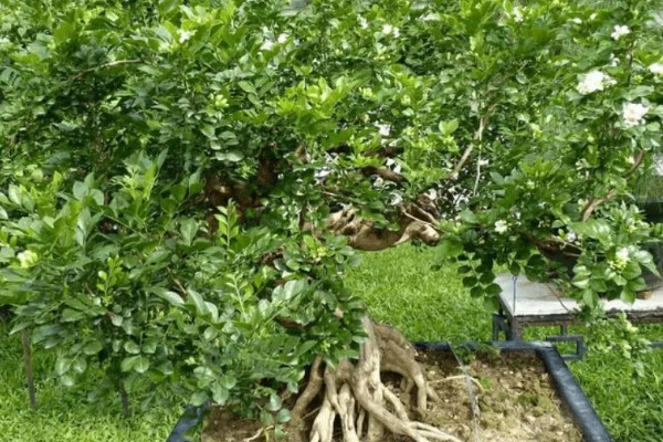 驱虫的植物有哪些，常见的有薰衣草、迷迭香等