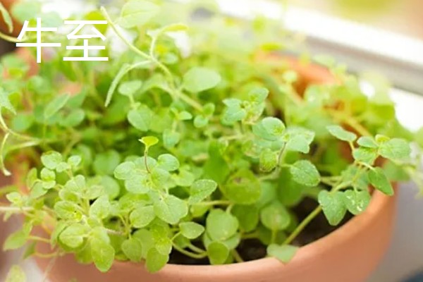 驱虫的植物有哪些，常见的有薰衣草、迷迭香等