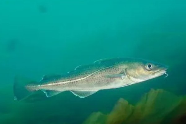 鳕鱼有没有毒，鳕鱼本身并无毒