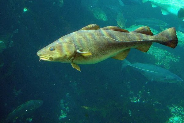 鳕鱼有没有毒，鳕鱼本身并无毒