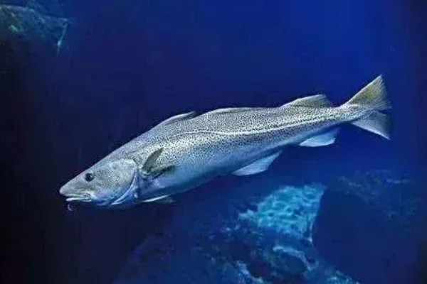 鳕鱼有没有毒，鳕鱼本身并无毒