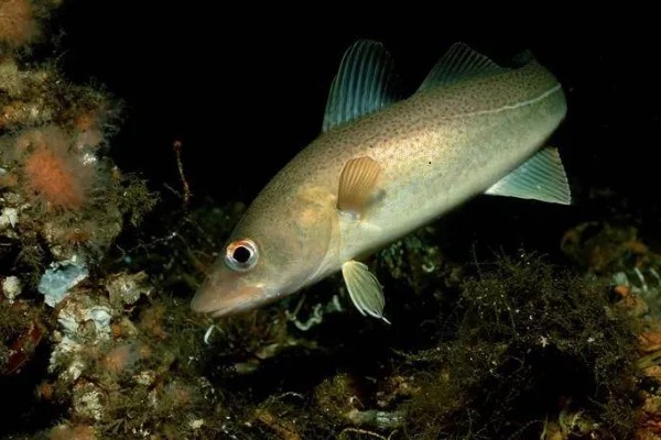 鳕鱼有没有毒，鳕鱼本身并无毒