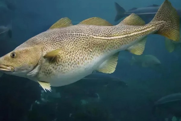 鳕鱼有没有毒，鳕鱼本身并无毒