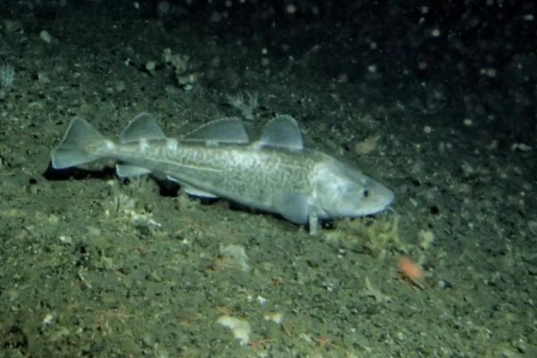 鳕鱼有没有毒，鳕鱼本身并无毒