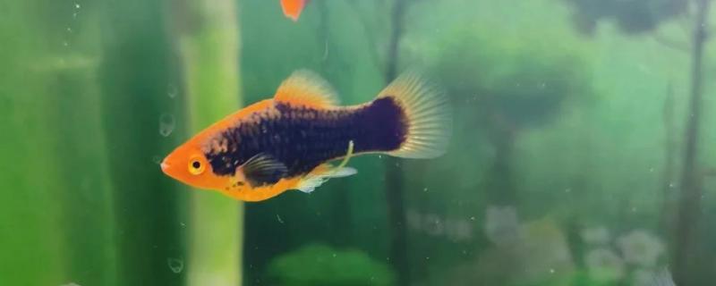 养孔雀鱼的适合水温，21-29℃为佳