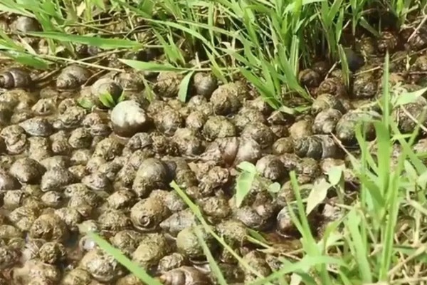 怎么鉴别土壤是否肥沃，肥土颜色深、瘦土颜色浅