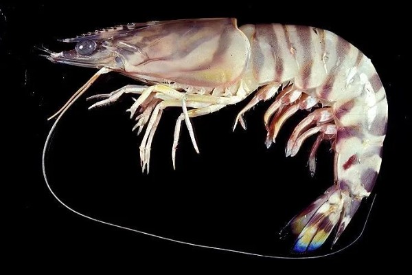 墨吉对虾的产地，国内广泛分布于广东、海南等地